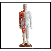 Acupuncture & Muscle Model (M-1-55)